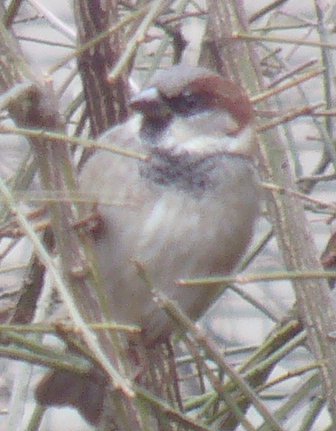 sparrow surprise
